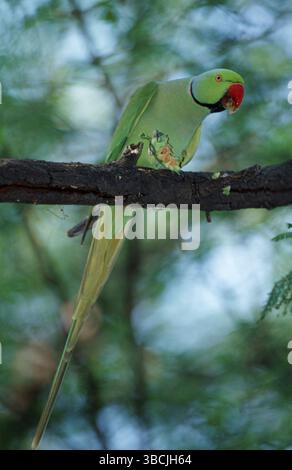Perruche à col rond (Psittacula krameri), mâle mangeant de la figue, Bharatpur, Inde, perruche à anneaux roses, Asie Banque D'Images