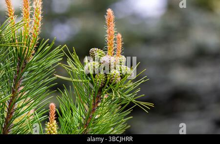 Pin commun, une branche avec des cônes sur un fond naturel Banque D'Images