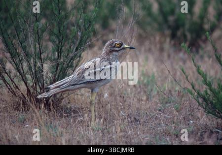 Curlis (Burhinus oedicnemus), Triel / Banque D'Images