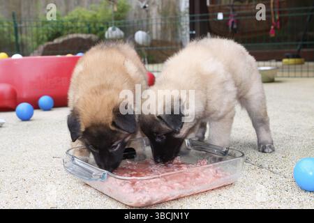 Tervueren, chiots, chien de berger belge, course de chiot, enclos de chiot Banque D'Images