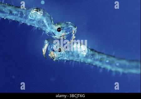Larves de moucheron fantôme (Chaoborus flavicans), larves de moucheron touffeté, moucheron touffeté, moucheron Banque D'Images