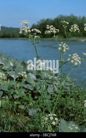 Persil de vache (Anthriscus sylvestris), cerfeuil de prairie, fleurs, plantes, ombellifères, floraison Banque D'Images