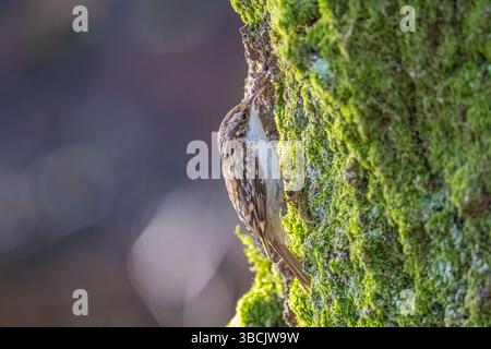 Treecreeper commun, Royaume-Uni Banque D'Images