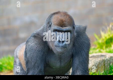 Gorrilla, zoo de Twycross, Royaume-Uni Banque D'Images