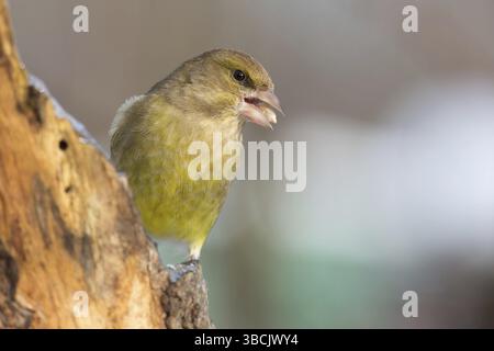 finch vert Banque D'Images