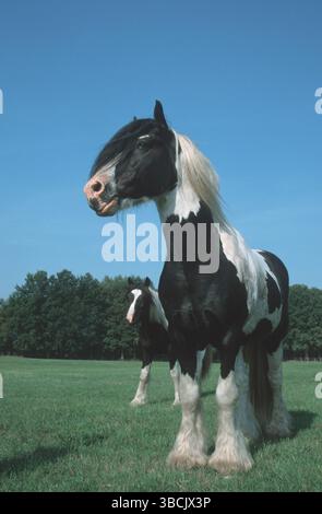 Irish Tinker Ponies, étalon, mammifères, animal domestique, animal de ferme, animaux domestiques, ongulés, chevaux, ongulés à orteils impairs, Irlande, poney, mâle, noir Banque D'Images