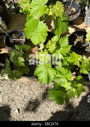 Semis de raisin en pot avec des feuilles vertes dans un marché de pépinière. Parfait pour les thèmes floraux et botaniques. Concept de jardinage. Banque D'Images