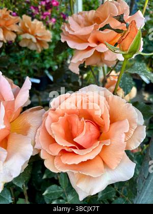 Fleur de rose. De belles roses orangées fleurissent dans le jardin d'été. Fleurs de roses. Parfait pour les thèmes floraux et botaniques. Concept de jardinage. Banque D'Images