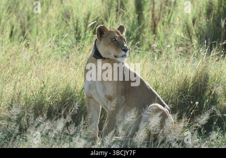 African Lion (Panthera leo), lionne avec collier radio, parc national du Serengeti, Tanzanie, Afrikanischer Loewe, Loewin mit Funkhalsband, Serengeti Nat Banque D'Images