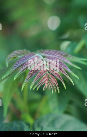 Photo macro d'une jeune feuille d'Ailanthus altissima aux teintes violettes et vertes. Feuillage symétrique avec fond bokeh doux. Idéal pour les thèmes botaniques. Banque D'Images