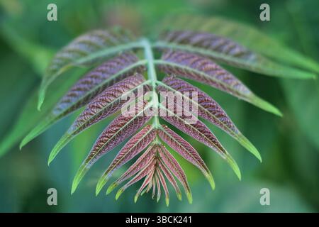 Photo macro d'une jeune feuille violette et verte avec texture détaillée et fond doux, idéal pour les motifs naturels ou les thèmes botaniques. Banque D'Images