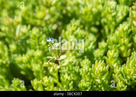 Veronica arvensis bleu commun speedwell parmi les feuilles vertes succulentes de pierre en gros plan Banque D'Images