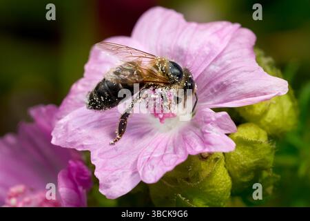 Abeille miel de l'Ouest (Apis mellifera) sur la fleur rose d'une mauve rose (Malva alcea) Banque D'Images