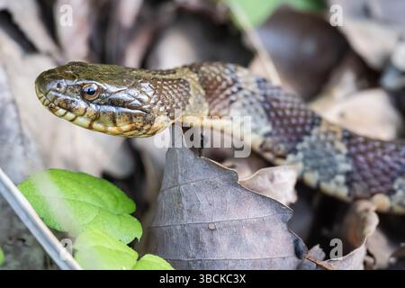 Serpent d'eau du Nord (Nerodia sipedon sipedon), un serpent non venimeux, le long du bord d'un lac à Jasper, en Géorgie. (ÉTATS-UNIS) Banque D'Images