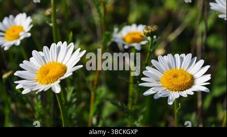 Marguerites Oxeye à Porthkerris Beach, Cornwall. Banque D'Images