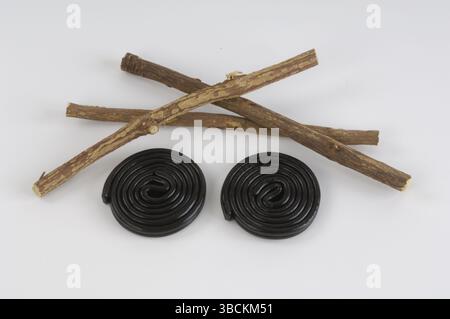 Liquorice commune (Glycyrrhiza glabra), bois de réglisse et escargots de réglisse, racine de réglisse, plante de réglisse, réglisse, racine de réglisse, réglisse espagnole, je Banque D'Images