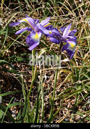 Afghani Iris, Iris cycloglossa, Iridaceae. Afghanistan. Iris cycloglossa (parfois connu sous le nom d'iris afghan) est une espèce du genre Iris, dans le Banque D'Images