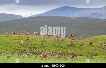 Un grand troupeau de Red Deer se trouve sur des terres agricoles à Altnaharra, dans les Highlands écossais, en Écosse, au Royaume-Uni. Banque D'Images