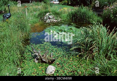 Étang de jardin avec nénuphars blancs, Mecklembourg-Pommeranie occidentale, Allemagne (Nymphaea alba) Banque D'Images