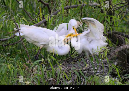 La Grande aigrette (Ardea alba) nourrit les poussins aînés, régurgitant des aliments partiellement digérés jusqu'à leurs becs, High Island, Texas, États-Unis. Banque D'Images