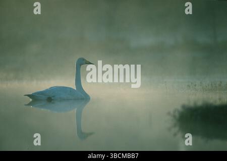 Cygne de Whooper (Cygnus cygnus) dans la lumière tôt le matin, Finlande, cygne de Whooper dans la lumière tôt le matin, Koillismaeae, Side, Finlande, Europe Banque D'Images