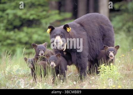 Ours noirs, femelle avec collier radio et étiquettes auriculaires avec oursons, ours noir américain (Ursus americanus), ours noir, Canada, Amérique du Nord Banque D'Images