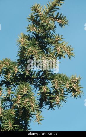 Yew (arbustes) 'Dovastonii aurea', if anglais (Taxus baccata) 'Dovastonii aurea' (arbustes) (arbustes) (ornemental) (ornemental Yew) (Taxaceae) (Sky) (verti Banque D'Images