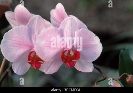 Orchidée (Phalaenopsis hybride), fleur malaise, fleurs, plantes ornementales, orchidées ornementales, orchidées, orchidaceae, fleurs, gros plan, détail, close-u Banque D'Images