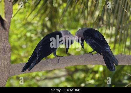 Corbeaux brillants, paire, Chennai, corbeau brillant (Corvus splendens), corbeau, Inde, Asie Banque D'Images