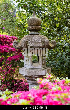 Lanterne japonaise traditionnelle en pierre entourée d'azalées en fleurs et d'un feuillage vert luxuriant. Photographié au printemps dans un cadre paisible de jardin. Banque D'Images