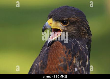 Hawk de Harris (parabuteo unicinctus), Hawk du désert Banque D'Images
