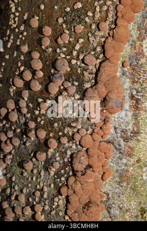 Hêtre (Hypoxylon fragiforme) bois de guerre Banque D'Images