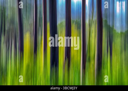 De grands troncs de pin s'étendent vers le haut, capturés avec une longue exposition et un tremblement intentionnel, révélant un feuillage vert éclatant en arrière-plan. Banque D'Images