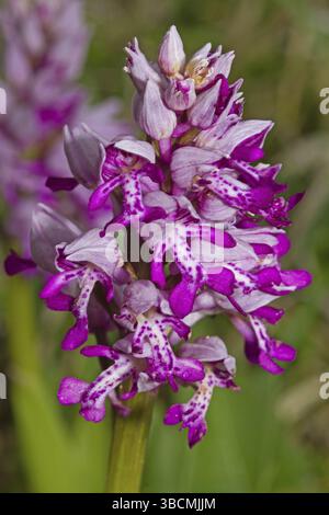 Orchidée militaire (Orchis militaris), plantes, fleurs sauvages, orchidées, orchidées de marais, inflorescence, fleurs, beaucoup, violet, prairie, vert Banque D'Images
