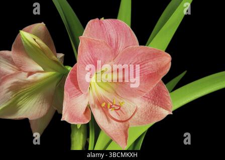 Amaryllis sur noir, amaryllis sur noir Banque D'Images