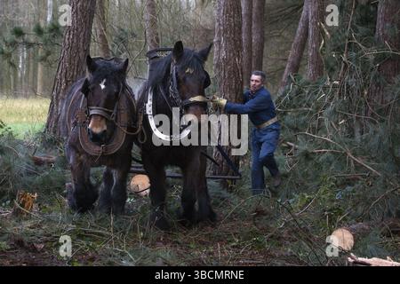 Travaux forestiers, déplacement du bois avec des chevaux de trait, Holzrueckepferd, cheval de trait, Belgique, Europe Banque D'Images
