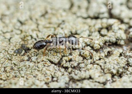 Ant d'Acorn (Temnothorax longispinosus) Banque D'Images