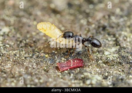 Un ouvrier de fourmi de glands (Temnothorax longispinosus) déplace une larve près de son nid. Banque D'Images