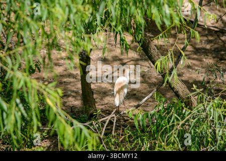Water Bird Rookery Banque D'Images