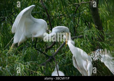 Water Bird Rookery Banque D'Images