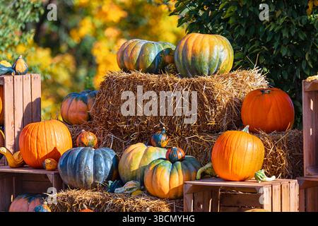 Citrouilles et gourdes de différentes couleurs disposées sur et autour des balles de foin. Exposition rustique de citrouilles et de gourdes, disposées sur des balles de foin Banque D'Images
