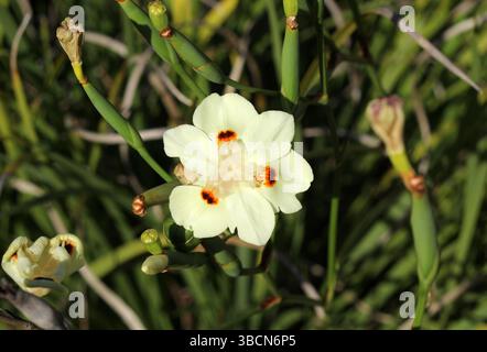Dietes Bicolor fleur sur une plante dans un jardin Banque D'Images