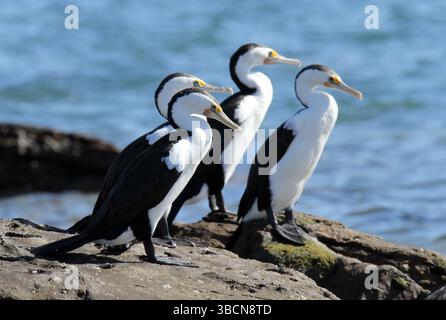 Oiseaux cormorans de pied debout sur un rocher à côté de l'océan Banque D'Images