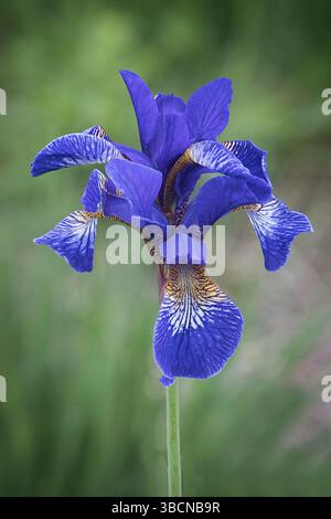 Un gros plan d'un iris sibérien, Iris sibirica, en fleurs. Cette image est une étude détaillée d'une fleur unique avec un arrière-plan flou naturel. Banque D'Images