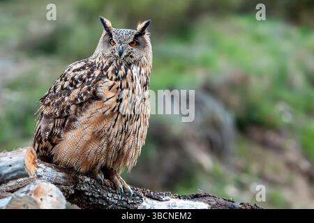 Femelle Eurasian Eagle Owl sur son perchoir détendu Banque D'Images