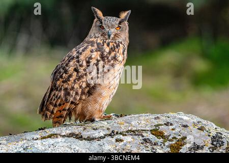 Femelle Eurasian Eagle Owl sur son perchoir détendu Banque D'Images