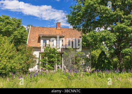 Vieille maison abandonnée avec des fleurs de lupin dans le jardin Banque D'Images