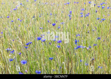 Cultures et fleurs de Cornflower en fleurs dans un champ Banque D'Images