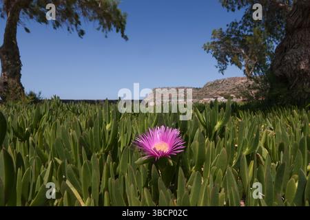 Gros plan d'une seule fleur de figue Hottentot (carpobrotus edulis) sur la plage de Sissi, Crète, Grèce. Banque D'Images