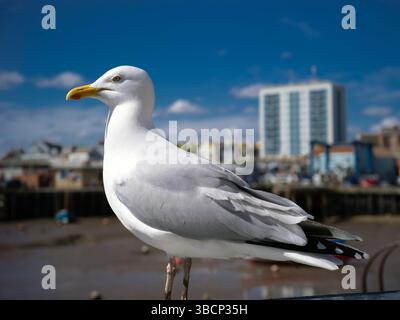 Bridlington, Royaume-Uni, 13 avril 2025, mouette sur le front de mer de Bridlington. Banque D'Images
